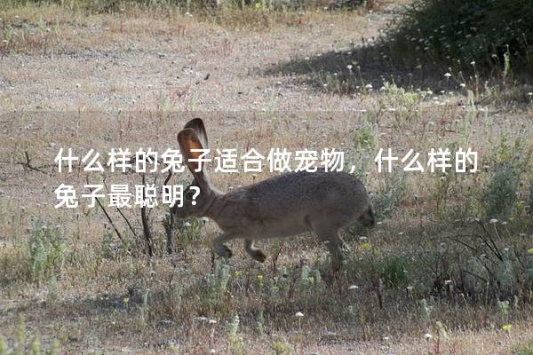 什么样的兔子适合做宠物，什么样的兔子最聪明？