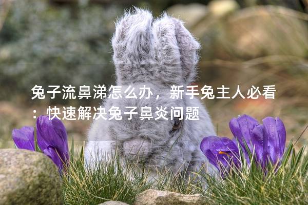 兔子流鼻涕怎么办，新手兔主人必看：快速解决兔子鼻炎问题