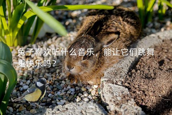 兔子喜欢听什么音乐，能让它们跳舞更快乐吗？