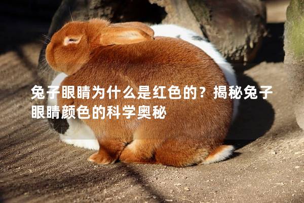 兔子眼睛为什么是红色的？揭秘兔子眼睛颜色的科学奥秘