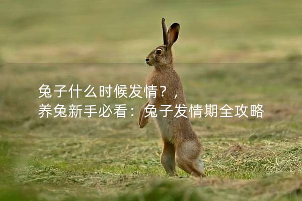兔子什么时候发情？, 养兔新手必看：兔子发情期全攻略