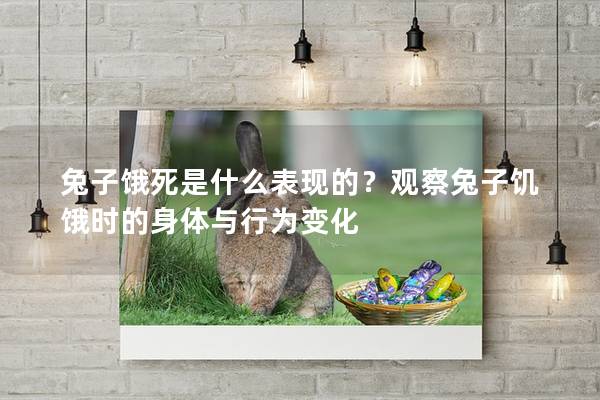 兔子饿死是什么表现的？观察兔子饥饿时的身体与行为变化