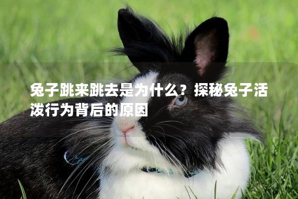 兔子跳来跳去是为什么？探秘兔子活泼行为背后的原因