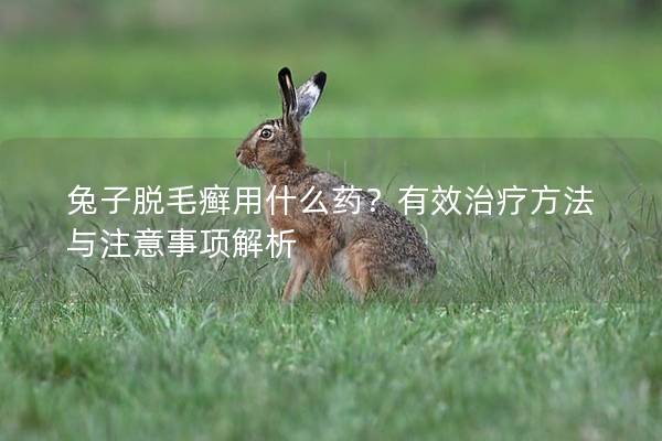 兔子脱毛癣用什么药？有效治疗方法与注意事项解析